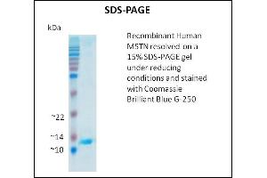 SDS-PAGE (SDS) image for Myostatin (MSTN) (Active) protein (ABIN5509311) (MSTN Protein)