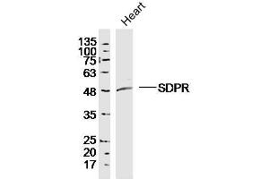 Mouse heart lysates probed with SDPR Polyclonal Antibody, unconjugated  at 1:300 overnight at 4°C followed by a conjugated secondary antibody for 60 minutes at 37°C. (SDPR Antikörper  (AA 231-330))