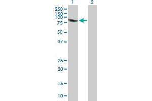 Western Blot analysis of PLEKHA4 expression in transfected 293T cell line by PLEKHA4 MaxPab polyclonal antibody. (PLEKHA4 Antikörper  (AA 1-583))