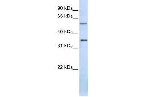 Western Blotting (WB) image for anti-Tight Junction Associated Protein 1 (Peripheral) (TJAP1) antibody (ABIN2458690) (TJAP1 Antikörper)