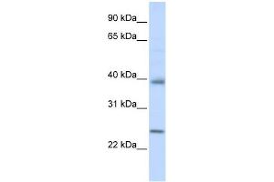 Claudin 7 antibody used at 1 ug/ml to detect target protein. (Claudin 7 Antikörper  (C-Term))