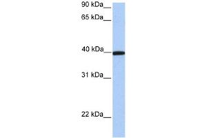 WB Suggested Anti-APOA4 Antibody Titration: 0. (APOA4 Antikörper  (C-Term))