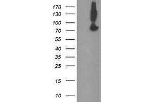 Image no. 1 for anti-Zinc Finger, BED-Type Containing 1 (ZBED1) antibody (ABIN1501796) (ZBED1 Antikörper)