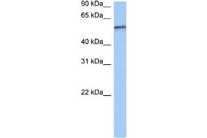 WB Suggested Anti-RPUSD2 Antibody Titration:  0. (RPUSD2 Antikörper  (C-Term))