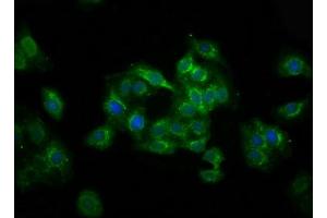 Immunofluorescence staining of HepG2 cells with ABIN7174591 at 1:100, counter-stained with DAPI. (UBXN2A Antikörper  (AA 15-162))