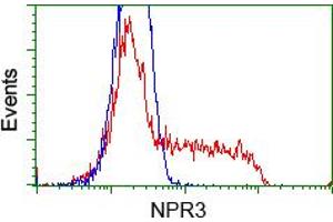 Image no. 1 for anti-Atrial Natriuretic Peptide Receptor 3 (NPR3) antibody (ABIN1499806) (NPR3 Antikörper)
