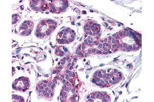 Anti-MFI2 antibody IHC of human breast. (MFI2 Antikörper  (N-Term))