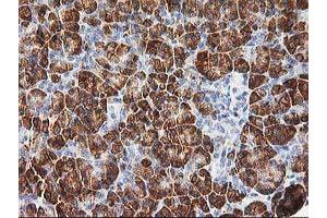 Immunohistochemical staining of paraffin-embedded Human pancreas tissue using anti-PHF21B mouse monoclonal antibody. (PHF21B Antikörper)