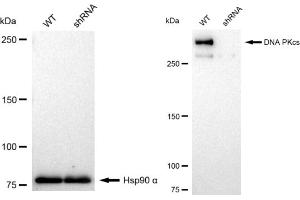 Western blotting analysis using DNA PKcs antibody (ABIN7800013). (Rekombinanter PRKDC Antikörper)