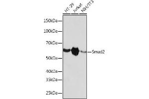 Western blot analysis of extracts of various cell lines, using Smad2 antibody (ABIN7270344) at 1:1000 dilution. (SMAD2 Antikörper)