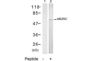 Image no. 2 for anti-Cell Division Cycle 25 Homolog C (S. Pombe) (CDC25C) (Ser216) antibody (ABIN197346) (CDC25C Antikörper  (Ser216))