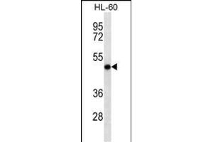 RCC1 Antibody (ABIN6242601 and ABIN6577061) western blot analysis in HL-60 cell line lysates (35 μg/lane). (RCC1 Antikörper)
