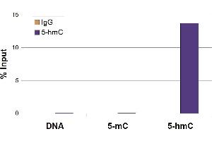 5-Hydroxymethylcytosine (5-hmC, 5-hydroxymethylcytidine) antibody tested by Methyl DNA immunoprecipitation. (5-Hydroxymethylcytosine Antikörper)