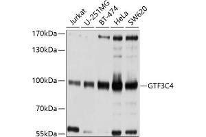 Western blot analysis of extracts of various cell lines, using GTF3C4 antibody  at 1:1000 dilution. (GTF3C4 Antikörper  (AA 583-822))