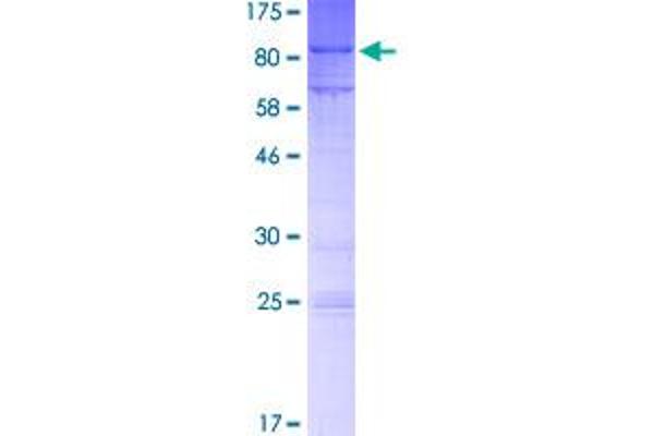 MTF2 Protein (AA 1-536) (GST tag)