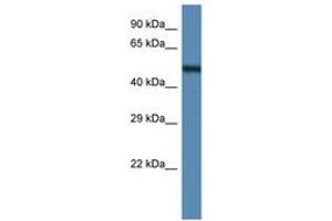 Image no. 1 for anti-Annexin A11 (ANXA11) (AA 328-377) antibody (ABIN6747320) (Annexin A11 Antikörper  (AA 328-377))