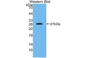 Western Blotting (WB) image for anti-Growth Associated Protein 43 (GAP43) (AA 8-226) antibody (ABIN1980416) (GAP43 Antikörper  (AA 8-226))