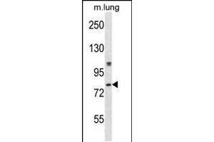 Western blot analysis in mouse lung tissue lysates (35ug/lane). (DYRK4 Antikörper  (C-Term))