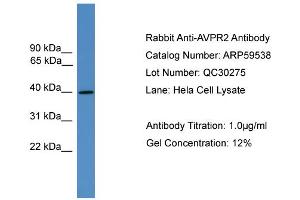 WB Suggested Anti-AVPR2  Antibody Titration: 0. (AVPR2 Antikörper  (C-Term))