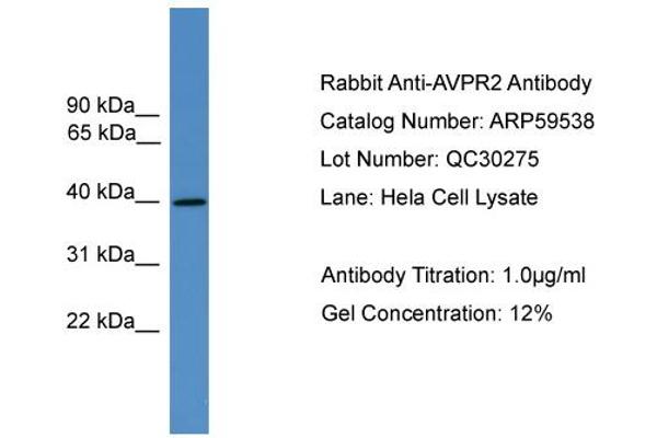 AVPR2 抗体  (C-Term)