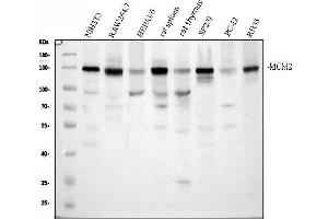 Western blot analysis of MCM2 using anti-MCM2 antibody (ABIN7601593).