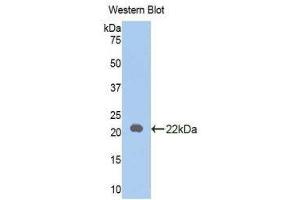 Western Blotting (WB) image for anti-Interleukin 18 (IL18) (AA 37-194) antibody (ABIN1078231) (IL-18 Antikörper  (AA 37-194))