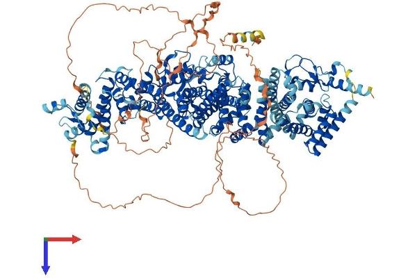 UBE4B Protein (AA 1-1302) (His tag)