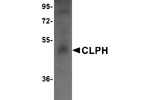 Western Blotting (WB) image for anti-Calcium-Binding Protein, Spermatid-Specific 1 (CABS1) (C-Term) antibody (ABIN1030341) (CABS1 Antikörper  (C-Term))