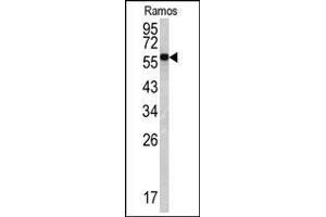Western blot: Lamin B1 antibody staining of Ramos cell line lysates (35 µg/lane). (Lamin B1 Antikörper  (C-Term))