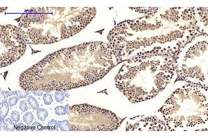 Immunohistochemical analysis of paraffin-embedded mouse testis tissue. (c-MYC Antikörper  (AA 360-440))