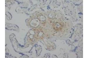 Immunohistochemical analysis of paraffin embedded Human placencta sections using ANG2 antibody
