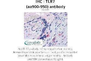 Image no. 1 for anti-Toll-Like Receptor 7 (TLR7) (AA 900-950) antibody (ABIN1740124) (TLR7 Antikörper  (AA 900-950))