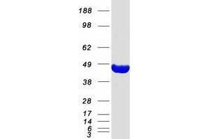 Western Blotting (WB) image for phosphoribosyl Pyrophosphate Synthetase-Associated Protein 2 (PRPSAP2) protein (Myc-DYKDDDDK Tag) (ABIN2729838)