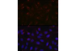 Immunofluorescence analysis of U2OS cells using PCM1 Rabbit pAb  at dilution of 1:100 (40x lens). (PCM1 Antikörper  (AA 1-260))