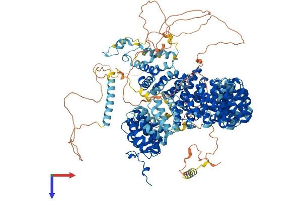 SF3B1 Protein (AA 1-1304) (His tag)
