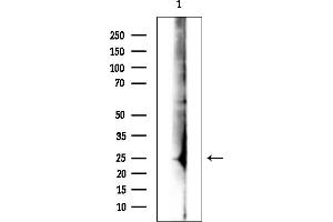Western blot analysis of lysates from Rat brain, using PIANP Antibody.