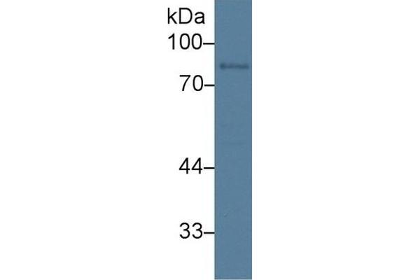 DAO Antikörper  (AA 27-113)