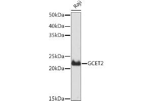 Western blot analysis of extracts of Raji cells, using GCET2 Rabbit mAb (ABIN7267378) at 1:1000 dilution. (GCET2 Antikörper)