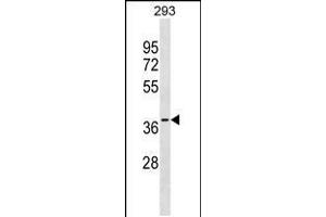 Western blot analysis in 293 cell line lysates (35ug/lane). (GGPS1 Antikörper  (AA 174-202))