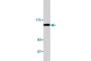 Western blot analysis of COL4A1 polyclonal antibody  in extracts from HeLa cell. (COL4A1 Antikörper  (AA 11-60))