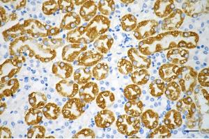 Immunohistochemistry was performed on paraffin-embedded mouse kidney using SRC antibody (ABIN7800054), 1:200).