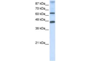 Western Blotting (WB) image for anti-Zinc Finger Protein 79 (ZNF79) antibody (ABIN2461226) (ZNF79 Antikörper)