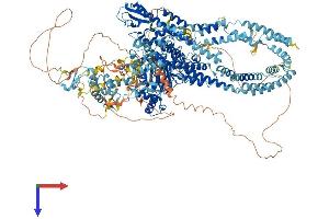 KDM5D Protein (AA 1-1539) (His tag)