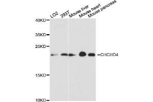 Western blot analysis of extracts of various cell lines, using CHCHD4 antibody. (CHCHD4 Antikörper  (AA 1-142))