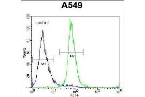 ZNF324B Antibody (C-term) (ABIN654564 and ABIN2844270) flow cytometric analysis of A549 cells (right histogram) compared to a negative control cell (left histogram). (ZNF324B Antikörper  (C-Term))