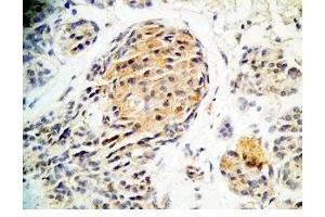 Human pancreas tissue was stained by Rabbit Anti-Augurin Prepro (71-107) (Human) Antiserum (C2orf40 Antikörper  (Preproprotein))