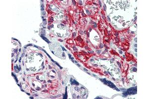 Anti-GLG1 antibody IHC of human placenta. (GLG1 Antikörper  (Internal Region))
