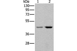 Western blot analysis of 293T and Hela cell lysates using TBX1 Polyclonal Antibody at dilution of 1:400 (T-Box 1 Antikörper)