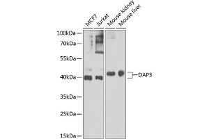 Western blot analysis of extracts of various cell lines, using D Antibody (ABIN6130241, ABIN6139399, ABIN6139400 and ABIN6222773) at 1:1000 dilution. (DAP3 Antikörper  (AA 159-398))
