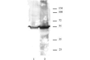 KLF4 antibody tested by Western blot. (KLF4 Antikörper)